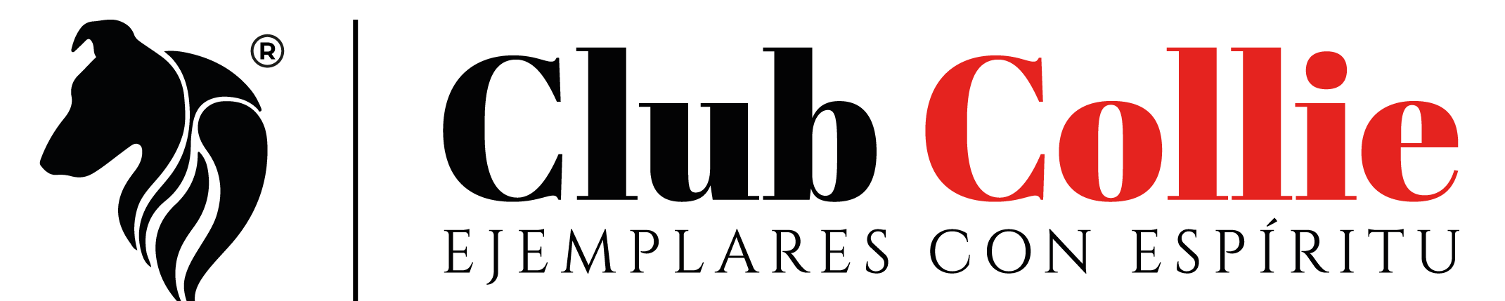 Cachorros Club Collie