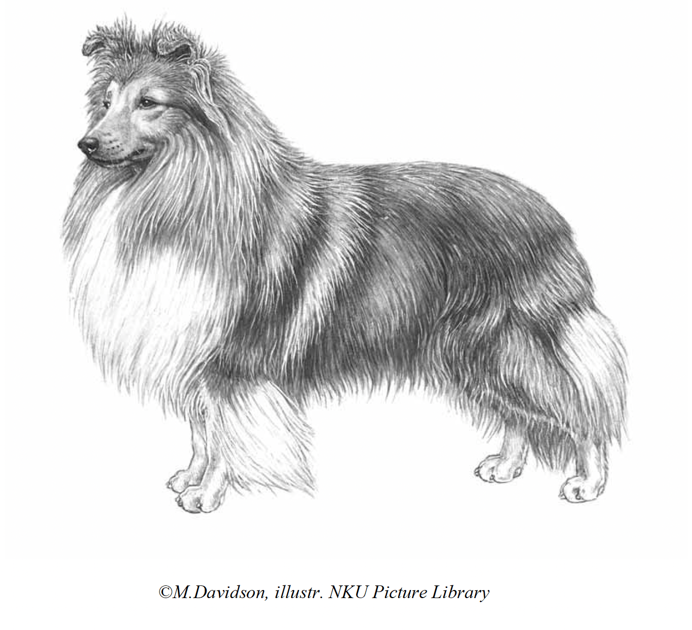  SHETLAND SHEEPDOG 