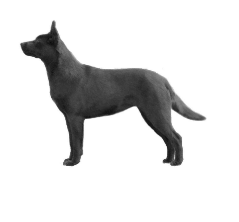 Australian Kelpie