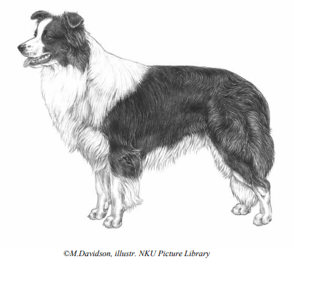 Border Collie