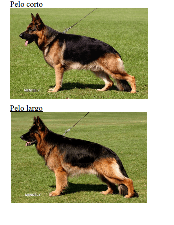 Deutscher Schäferhund