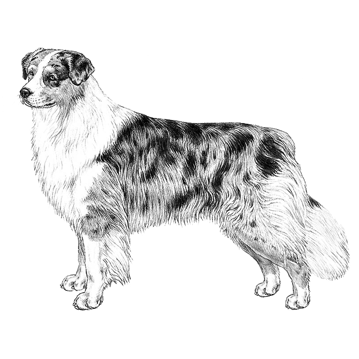 Australian Shepherd