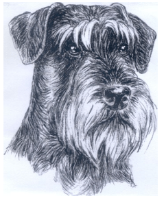 Schnauzer