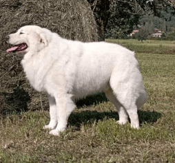 Perro de pastor de la Maremma y de los Abruzos