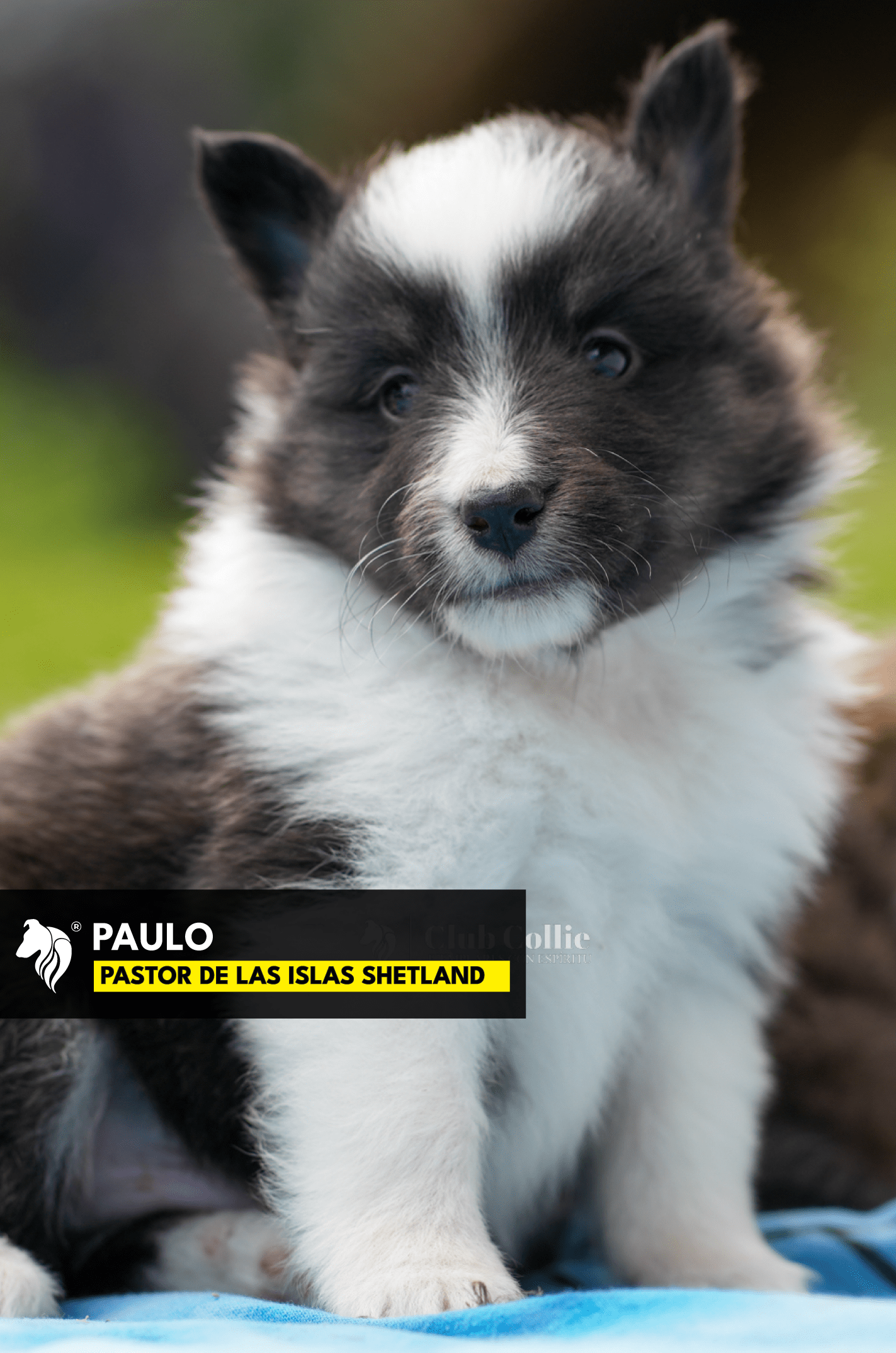 Paulo