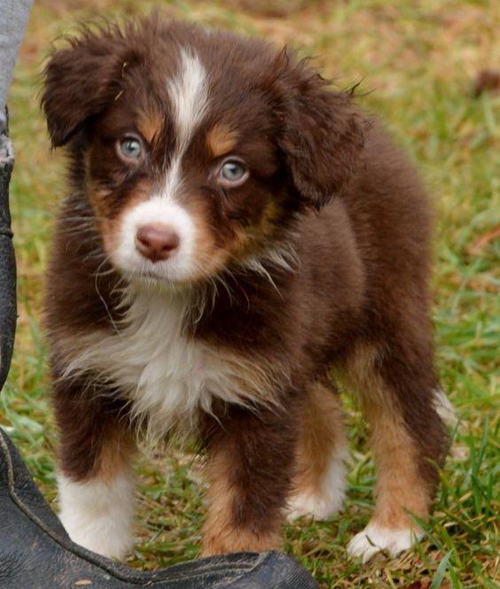Miniature American Shepherd
