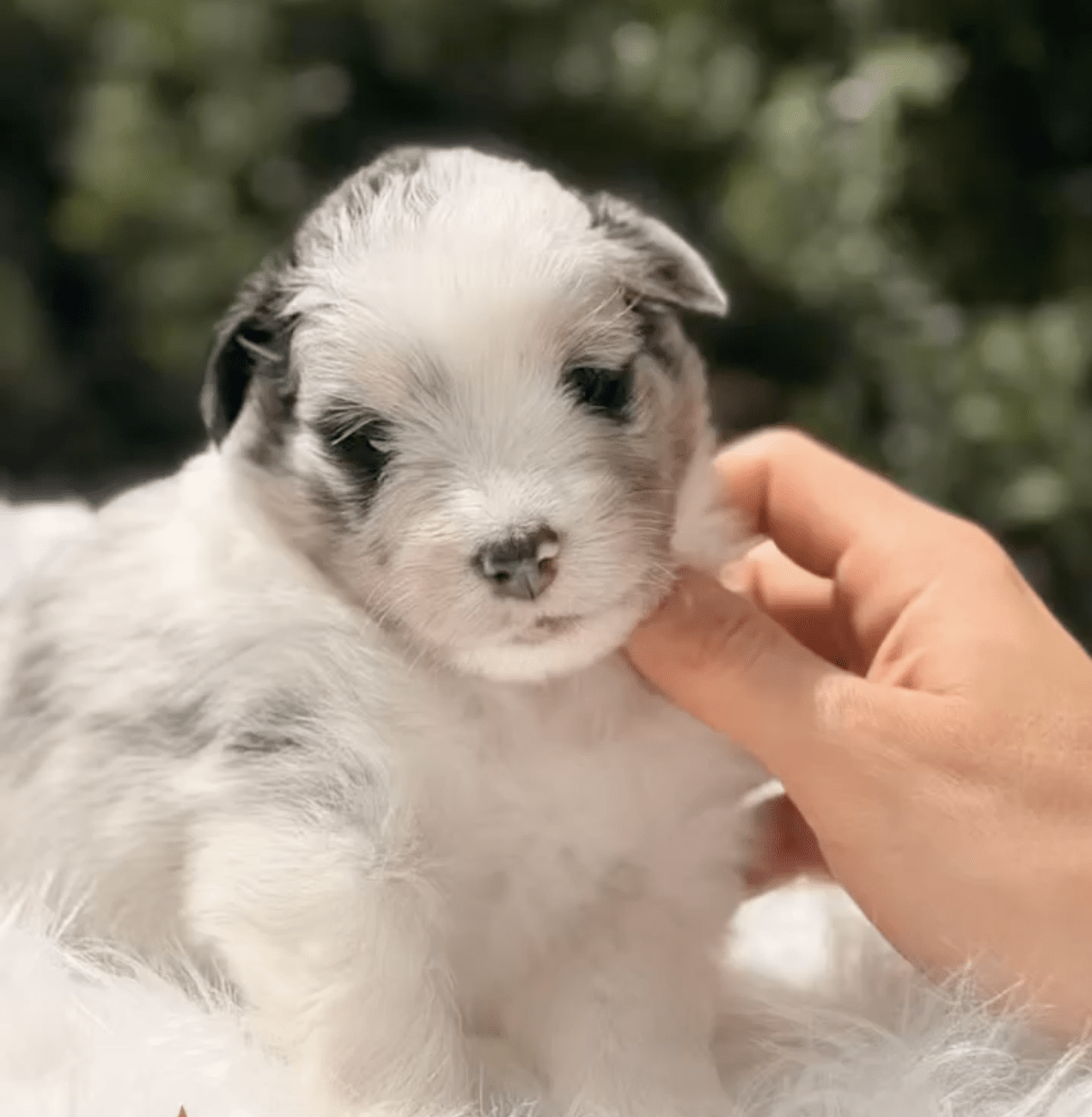 Pastor de Shetland Blue merle
