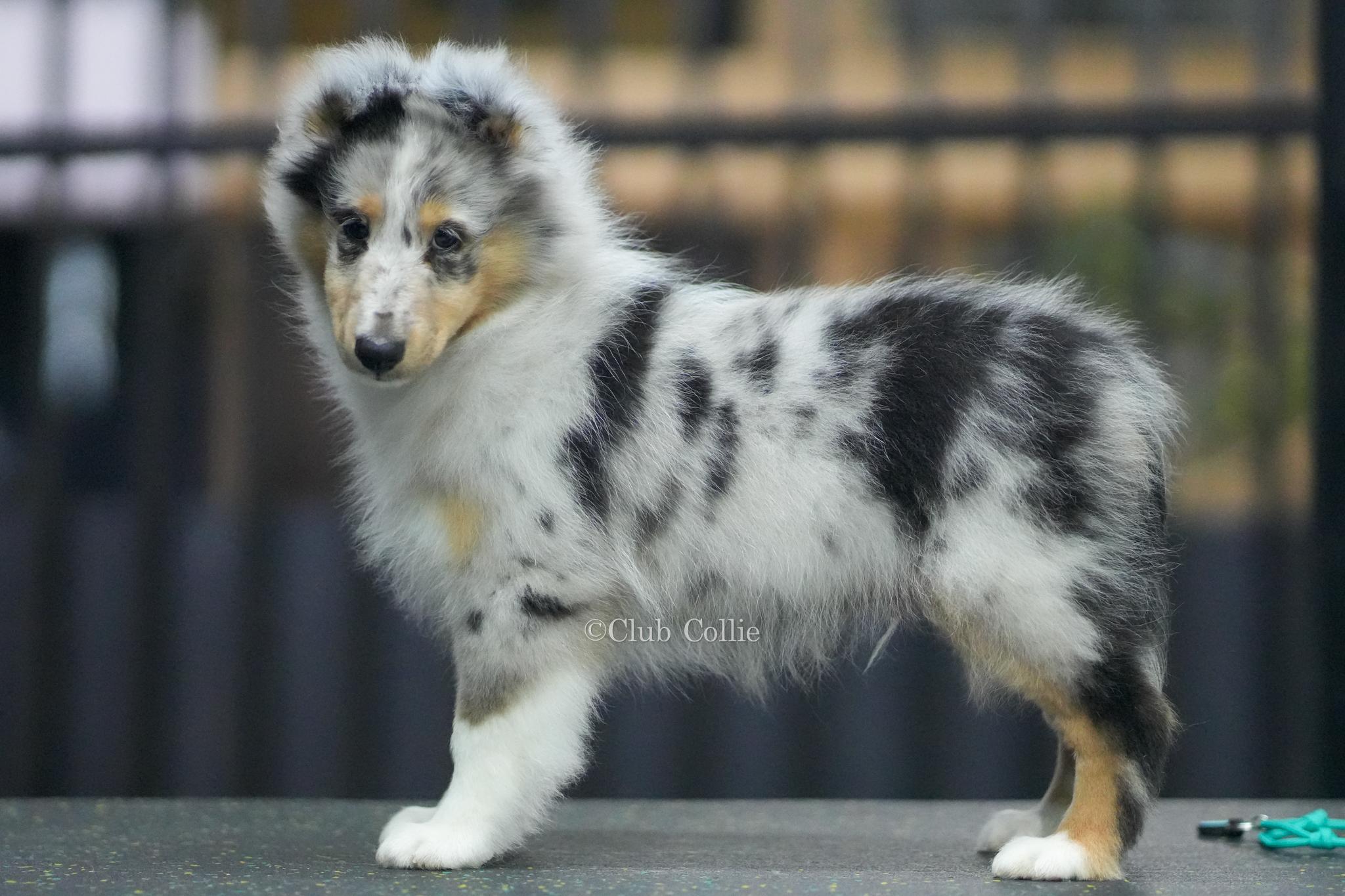 Shetland Sheepdog Azul mirlo