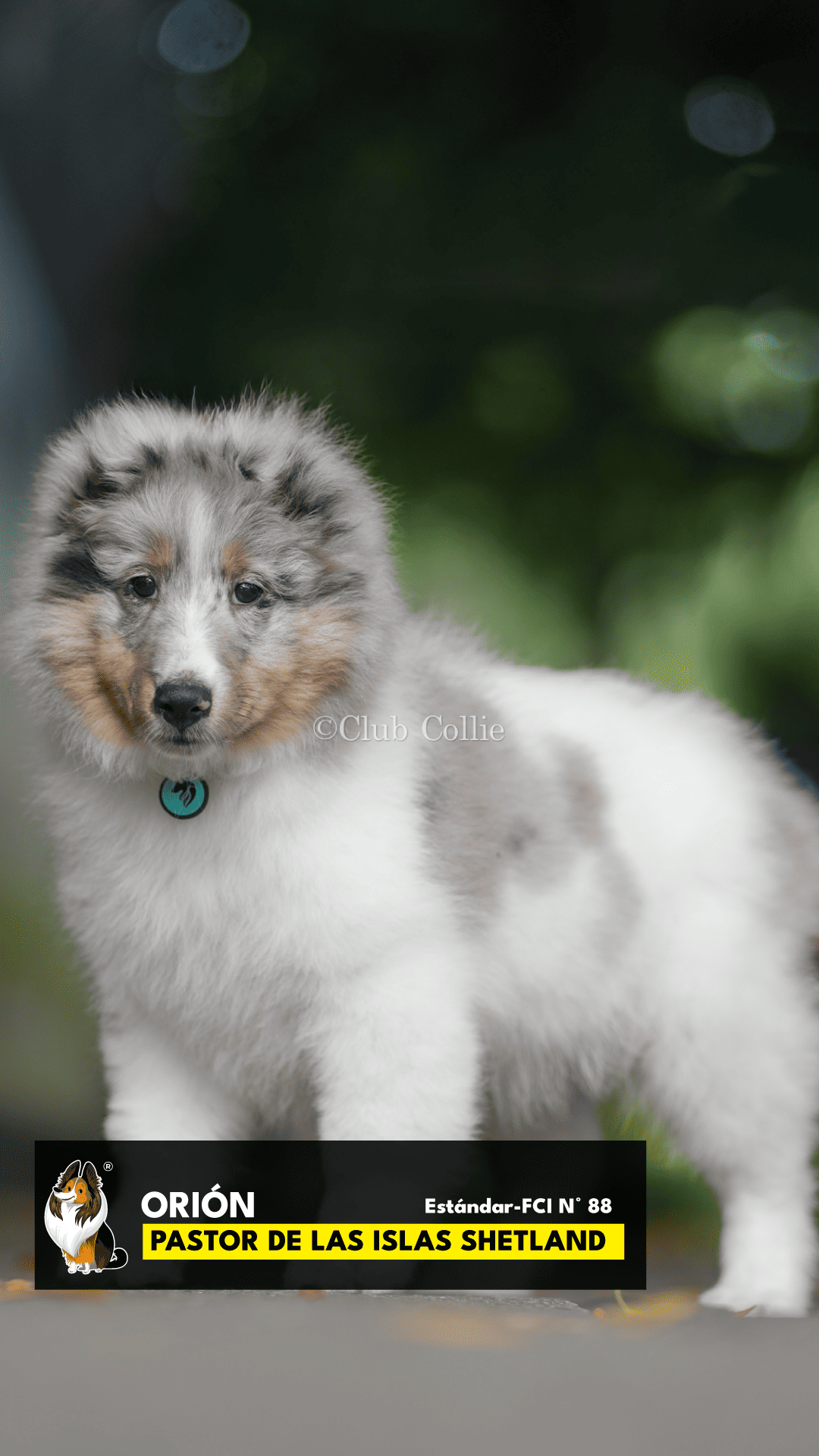 Shetland Sheepdog Azul mirlo