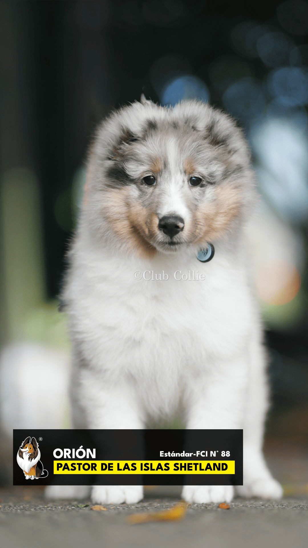 Shetland Sheepdog Azul mirlo