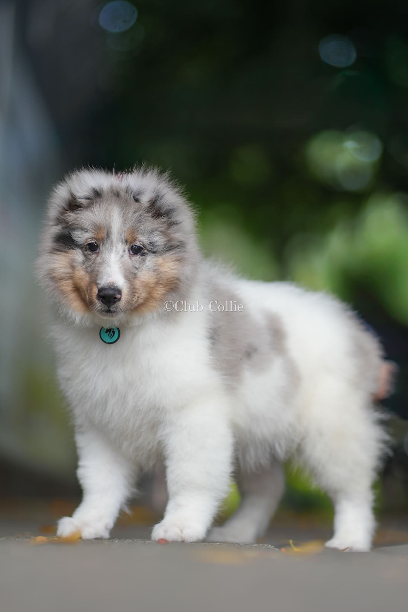 Shetland Sheepdog Azul mirlo