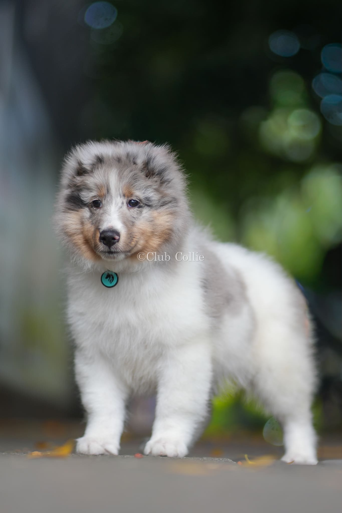 Shetland Sheepdog Azul mirlo