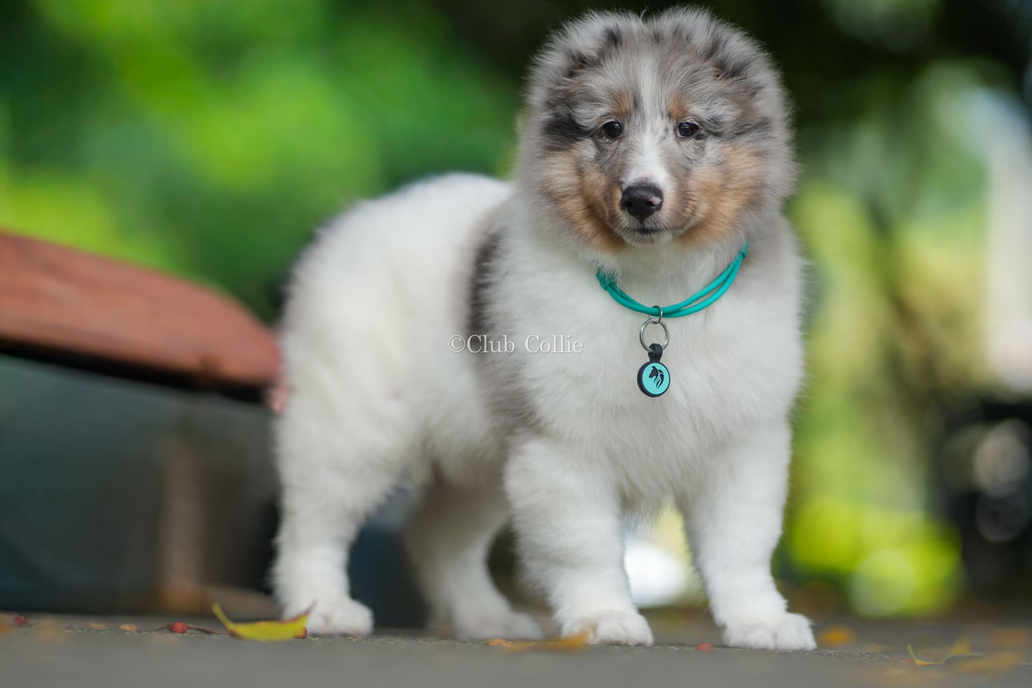 Shetland Sheepdog Azul mirlo