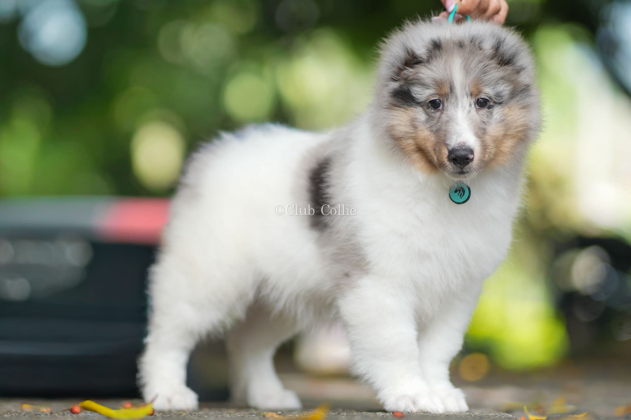 Shetland Sheepdog Azul mirlo