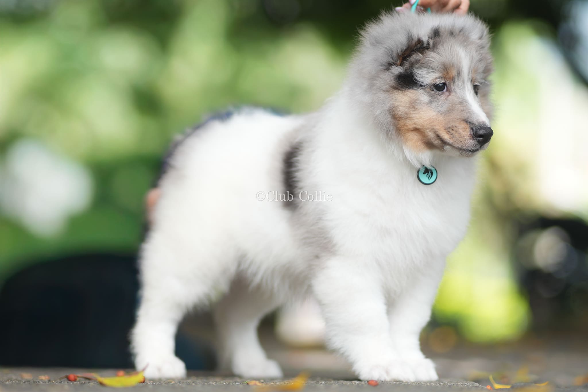 Shetland Sheepdog Azul mirlo