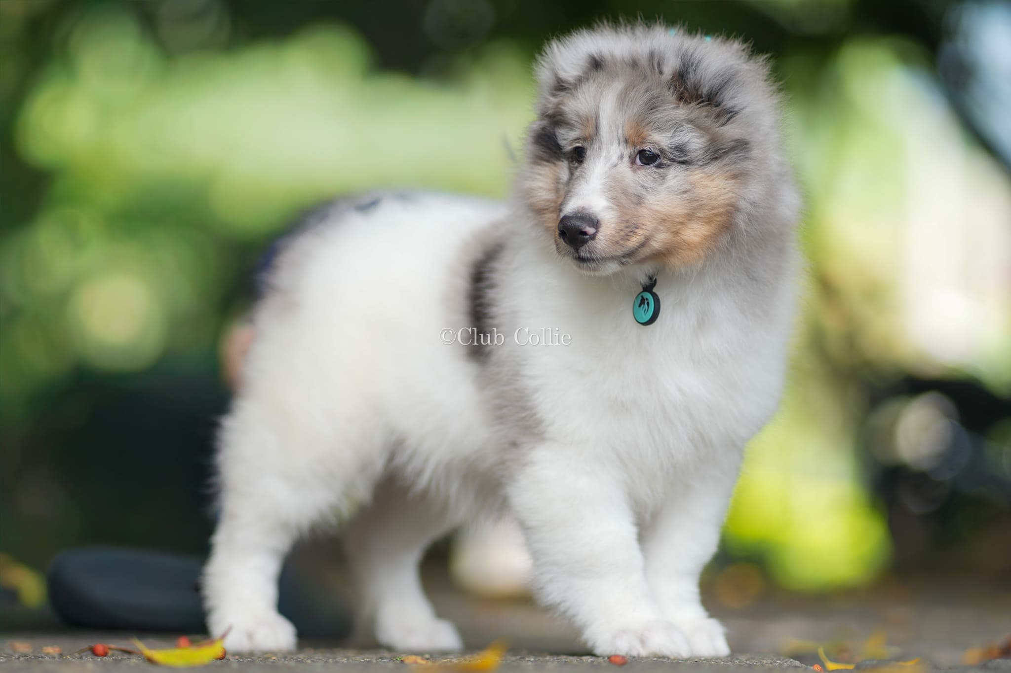 Shetland Sheepdog Azul mirlo