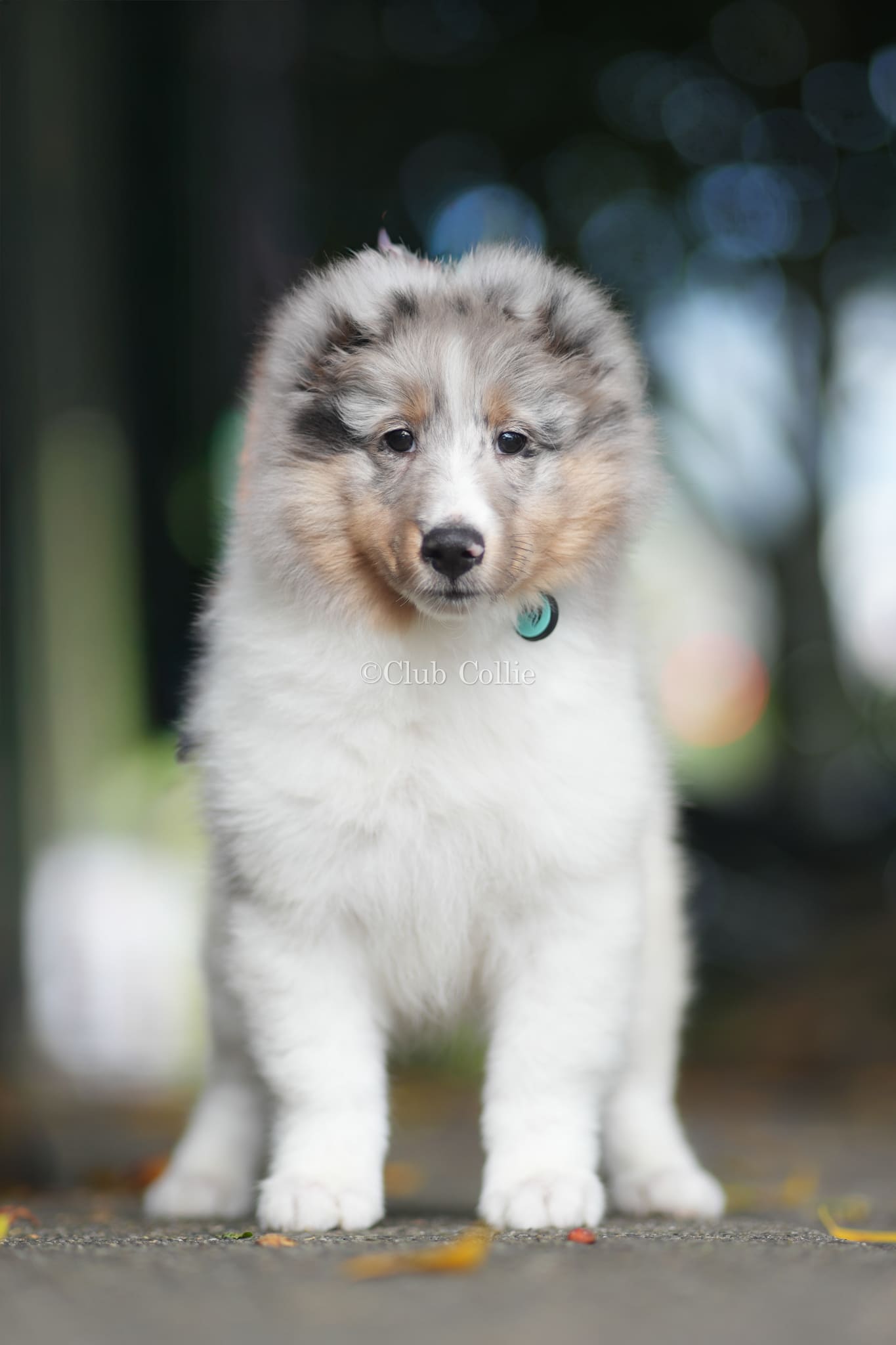 Shetland Sheepdog Azul mirlo