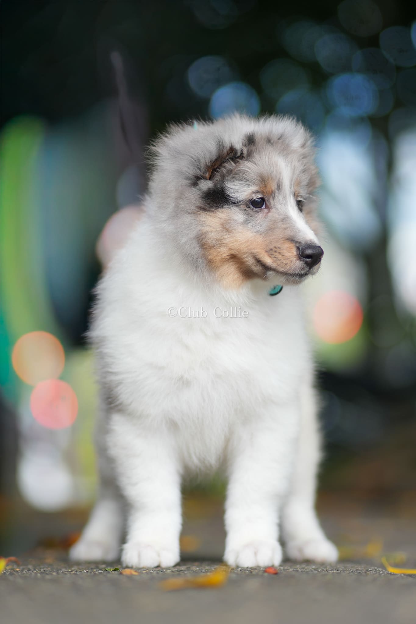 Shetland Sheepdog Azul mirlo