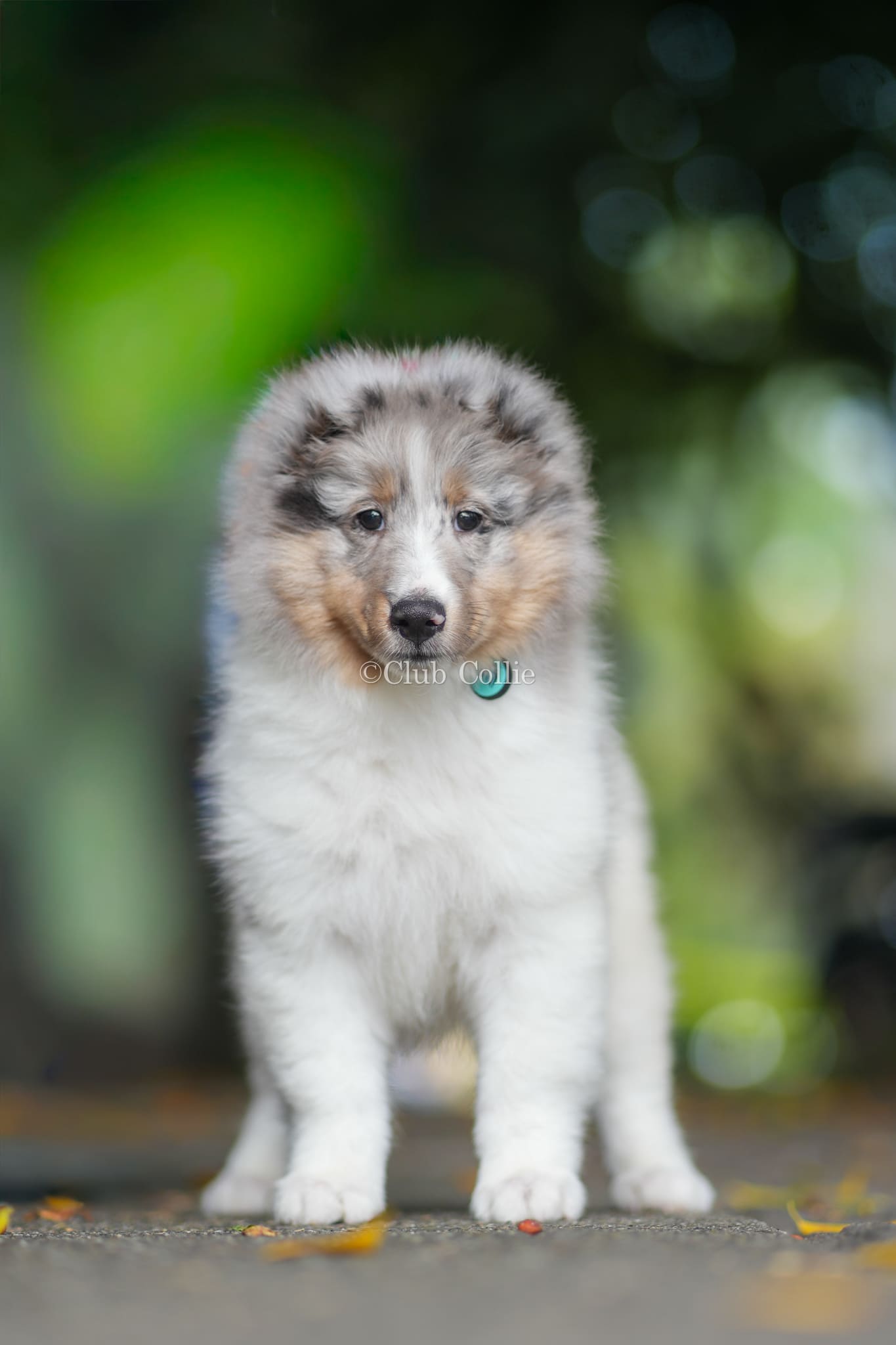 Shetland Sheepdog Azul mirlo