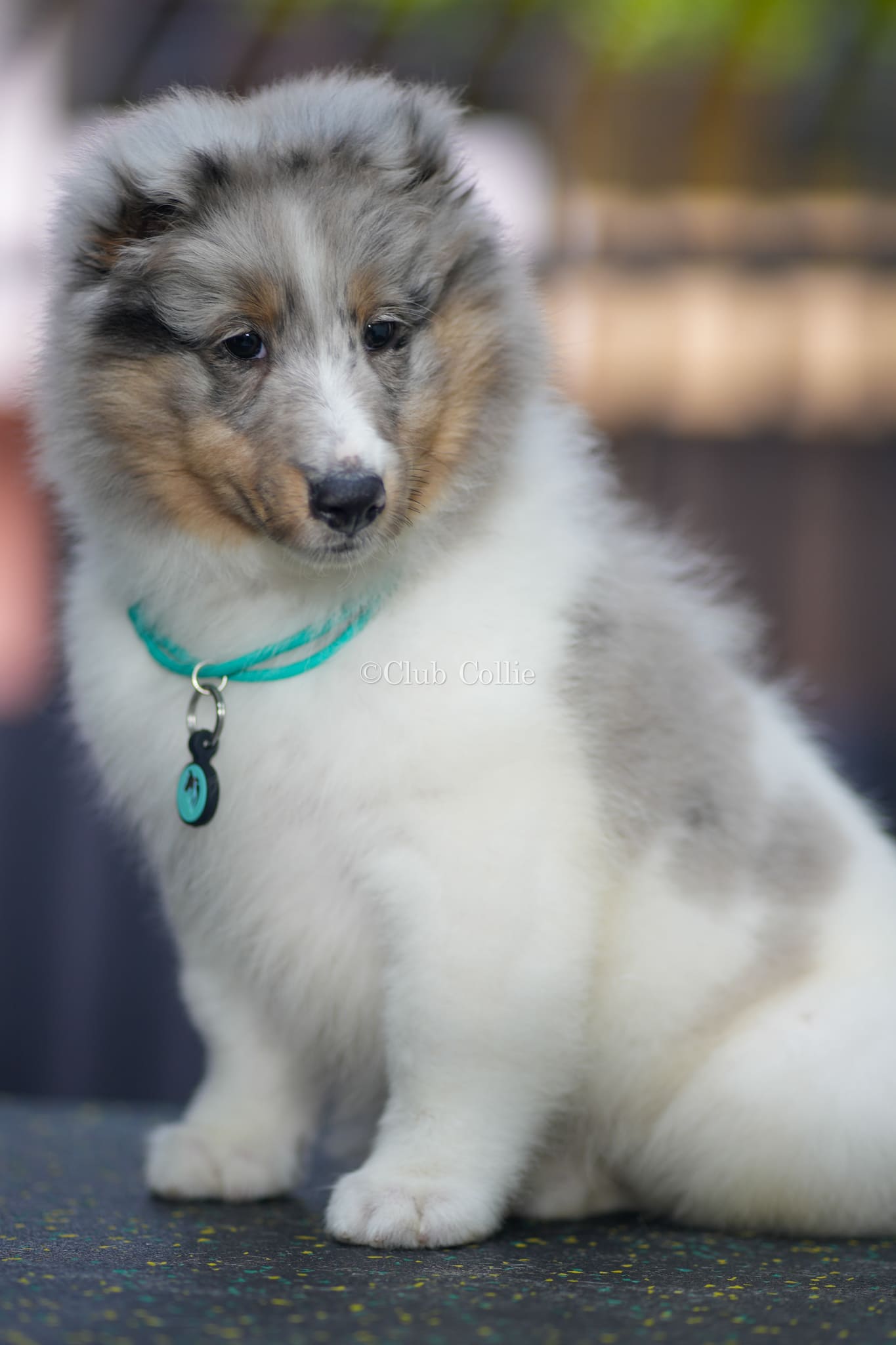 Shetland Sheepdog Azul mirlo