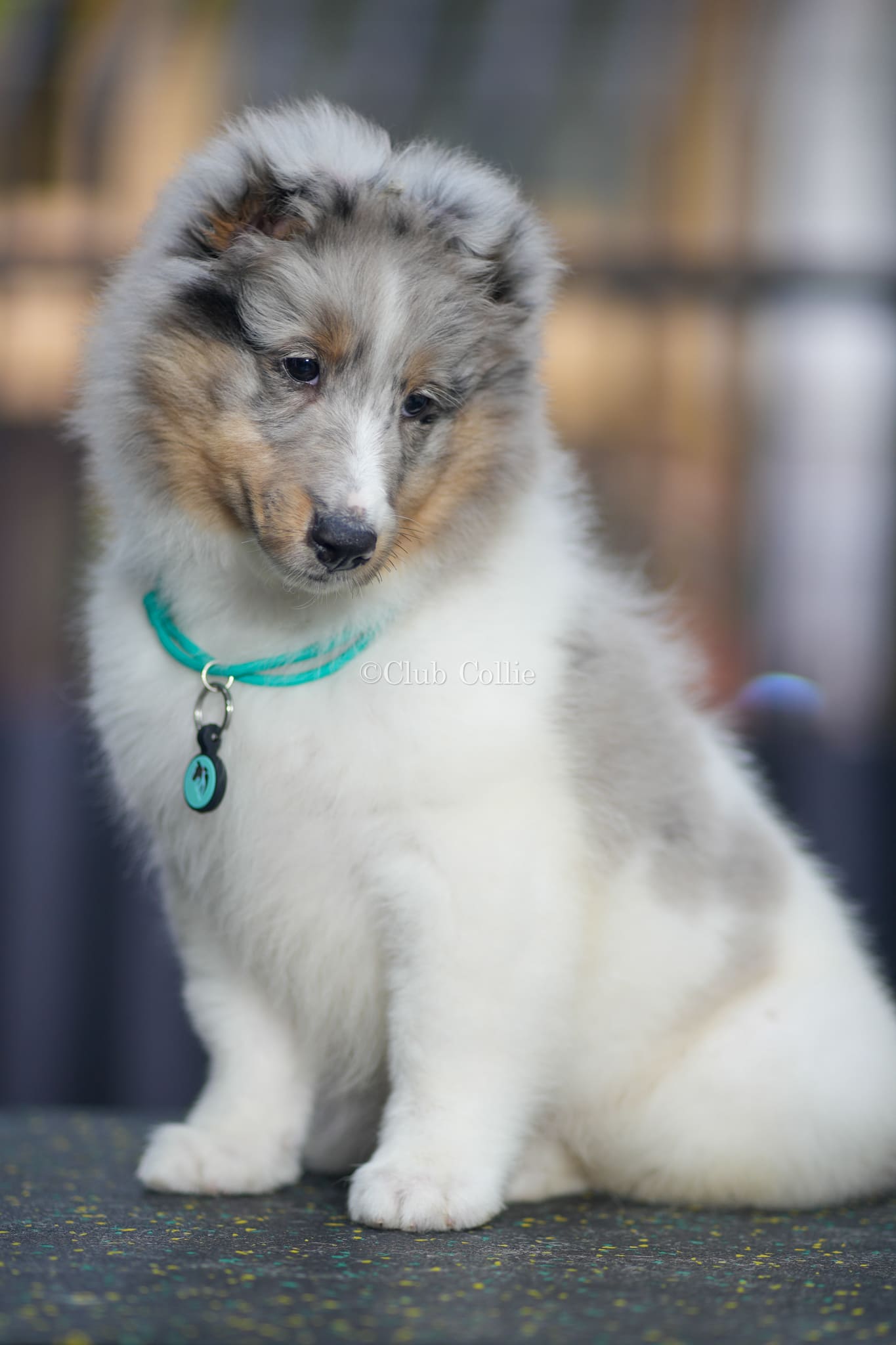 Shetland Sheepdog Azul mirlo