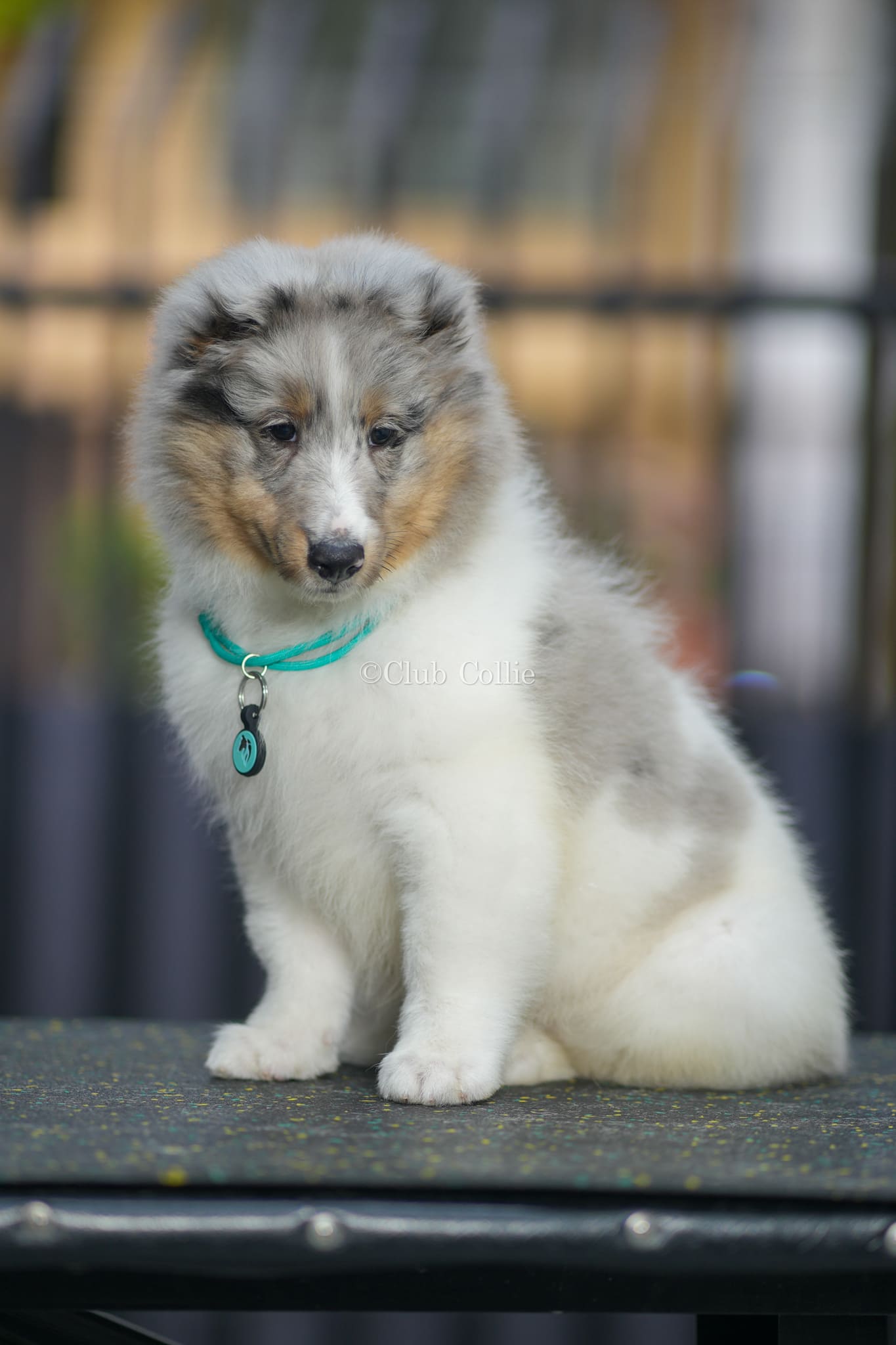 Shetland Sheepdog Azul mirlo