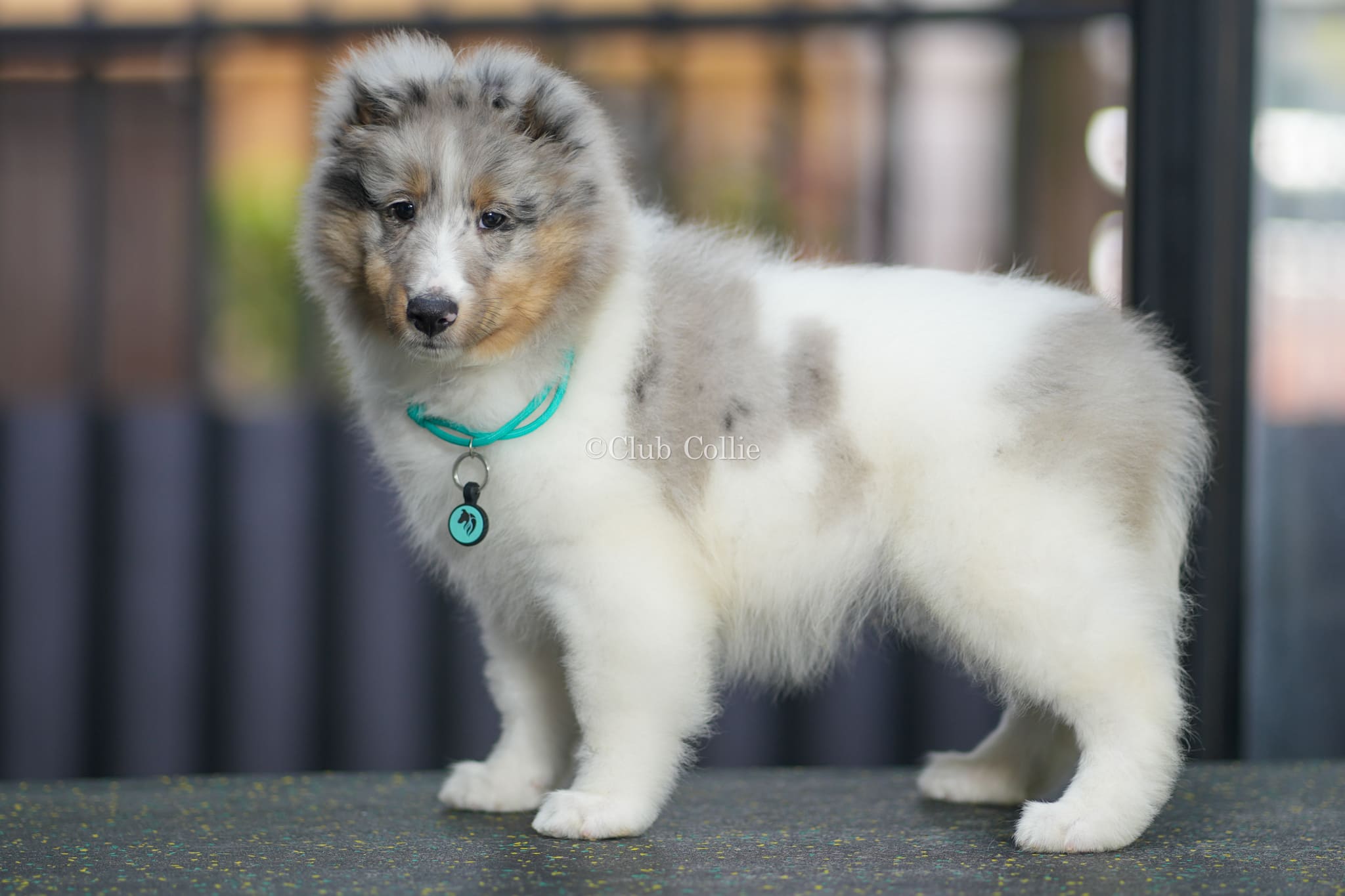 Shetland Sheepdog Azul mirlo
