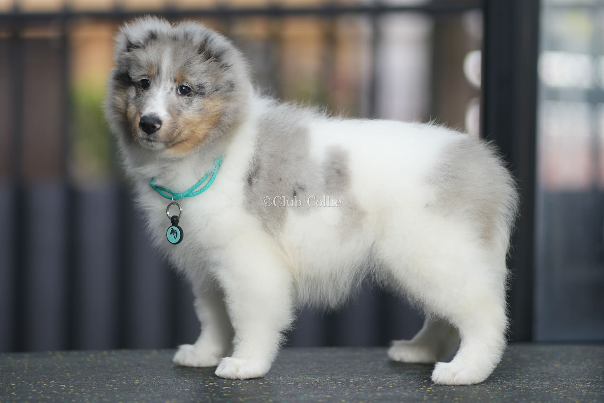 Shetland Sheepdog Azul mirlo
