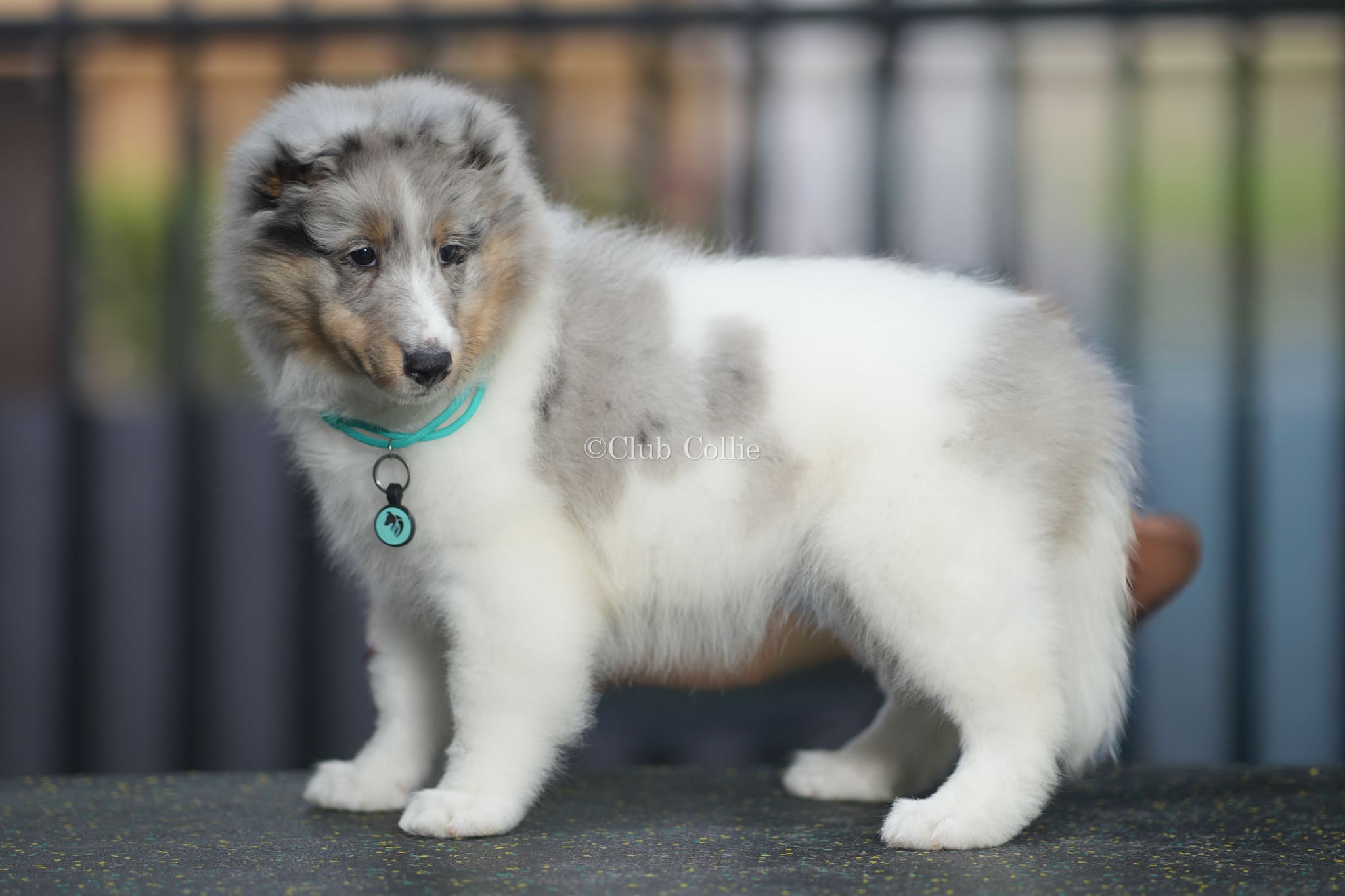 Shetland Sheepdog Azul mirlo