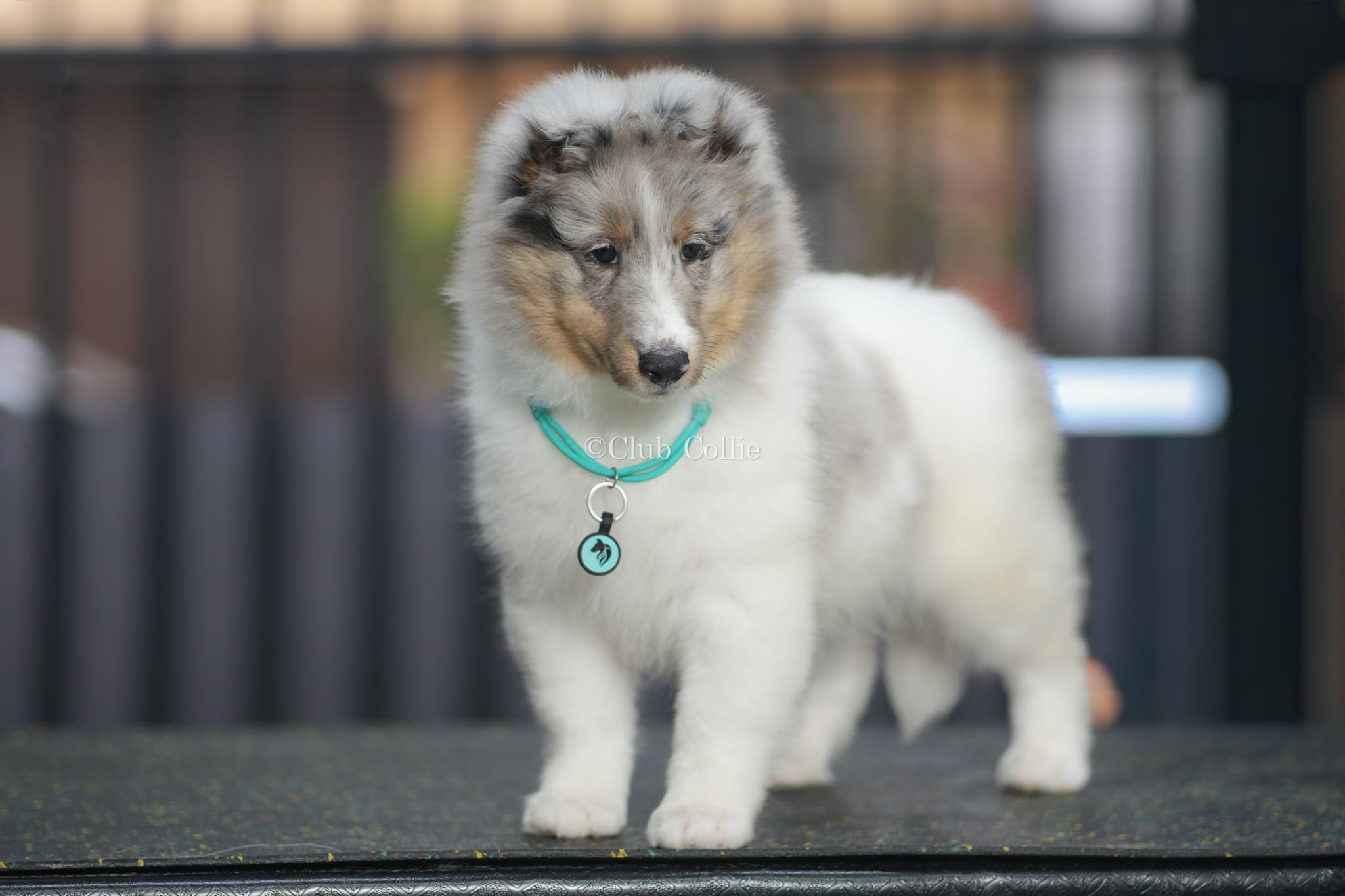 Shetland Sheepdog Azul mirlo