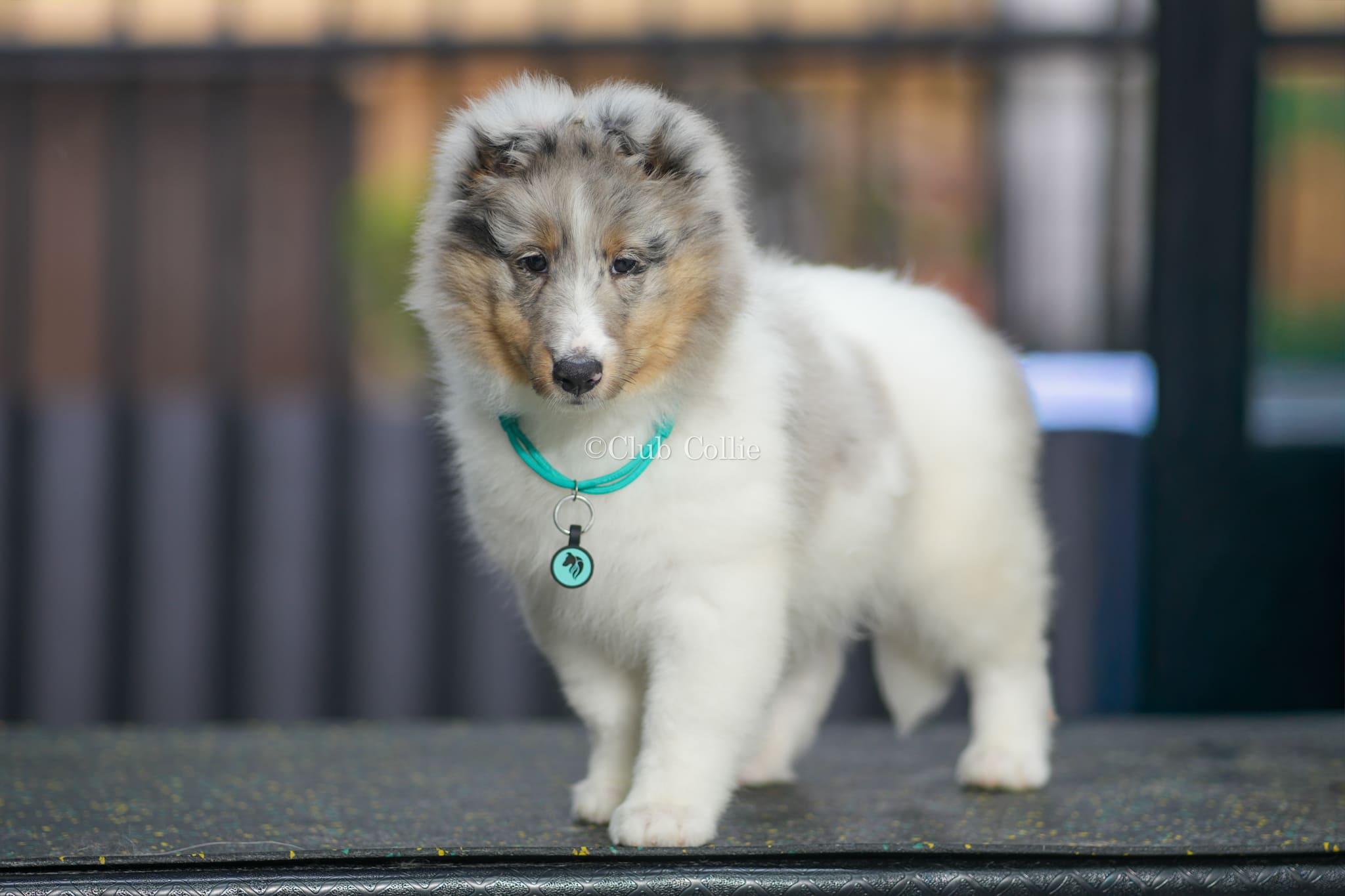 Shetland Sheepdog Azul mirlo